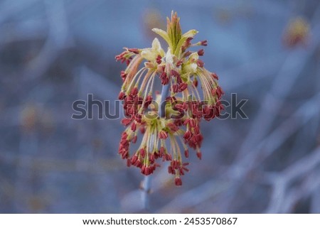 Ash-leaved maple inflorescences on tree branch. Royalty-Free Stock Photo #2453570867