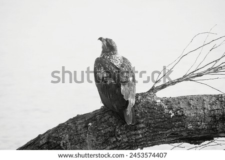 bald eagle is a bird of prey found in North America