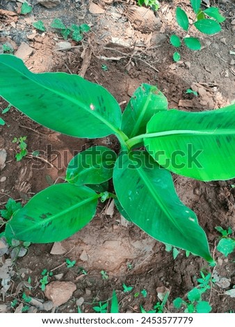 Stunning close-up of two Musa Paradisiaca(Vazha,Plantains,Ethakkai,banana tree) plant planted on farming area with root area soil watered ultra hd hi-res jpg stock image photo picture selective focus 