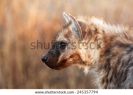 Portrait of a young hyena in Kruger National Park