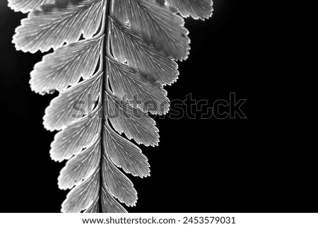 Black and white picture of fern leaves abstract background. Dark tone of leaves in tropical jungle. Shiny foliage nature background.