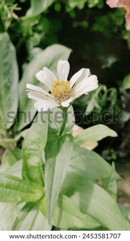 White zinnia or known by its scientific name Zinnia acerosa is a perennial flowering plant originating from the Southwestern United States and Northern Mexico. 