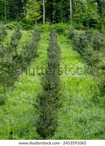Reforestation in mixed forest by planting young trees Royalty-Free Stock Photo #2453591065
