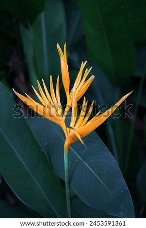 Closeup of blooming Heliconia flower or parrot beak flower with green leaves in the bac, image for mobile phone screen, display, wallpaper, screensaver, lock screen and home screen or background 