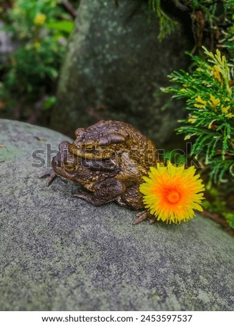 Mating season in toads. Toads with flowers. Toads on a stone. 