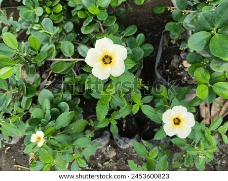 Turnera Subulata, is a plant that is very beneficial for the surrounding environment. This plant, better known as the Eight O'Clock Flower, is a species of flower from the Passifloraceae family.