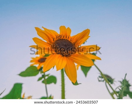 Pleasant sunflower with blue sky. High  definition picture. 