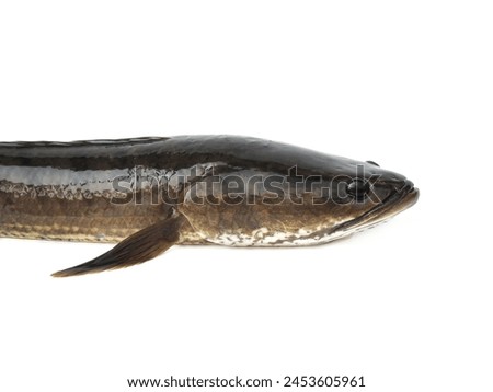 Macro close-up photography  Large snakehead fish, fresh, not dead, isolated on white background.