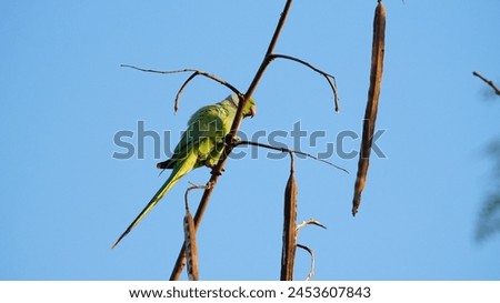 Close up picture of Rose-ringed parakeet. Rose-ringed parakeet photography . Bird photography.