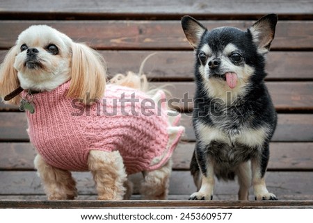 Small Chihuahua and Shih tzu dogs are sitting on a park bench.