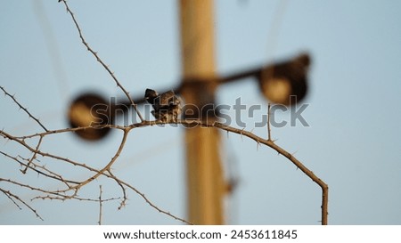 Close up picture of red vented bulbul . Red vented bulbul photography . Bird photography. Wildlife photography .