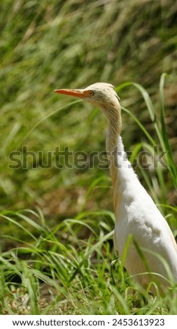 Close up picture of Cattle egret . Cattle egret photography. Wildlife photography.