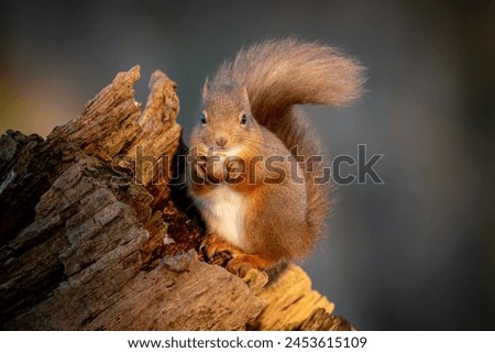 Young Scottish Red Squirrel with bushy tail sitting on tree stump holding a hazelnut  Royalty-Free Stock Photo #2453615109