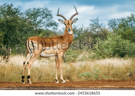 Common Impala horned male full frame ground level in Kruger National park, South Africa ; Specie Aepyceros melampus family of Bovidae Royalty-Free Stock Photo #2453618655