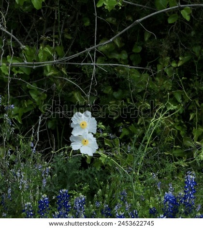 beautiful white poppy bloom and bluebonnets