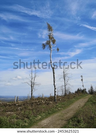 Deforestation. Broken trees in a park or forest. Desolate landscape with crooked birch trees after a storm or hurricane. Apocalyptic scene of nature under cloudy blue sky. Path or trail in wilderness.