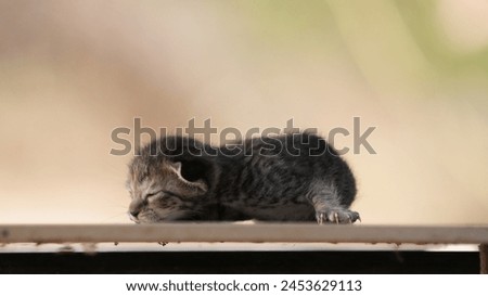 Close up picture of cute kitten. Kitten photography . Wildlife photography . Cat photography .