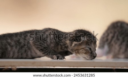 Close up picture of cute kitten. Kitten photography . Wildlife photography . Cat photography