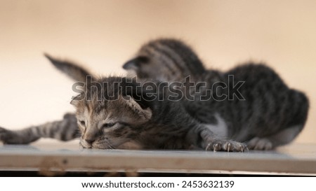 Close up picture of cute kitten. Kitten photography . Wildlife photography . Cat photography