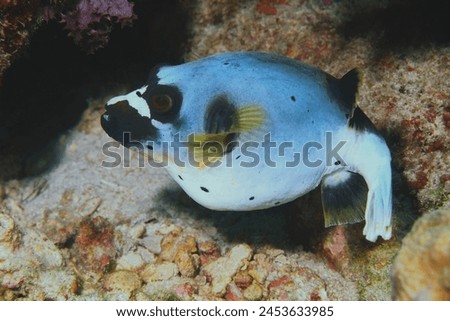 Porcupine fish, Inflated puffer fish, Porcupinefish like a balloon. Scared pufferfish closeup. Underwater creature
