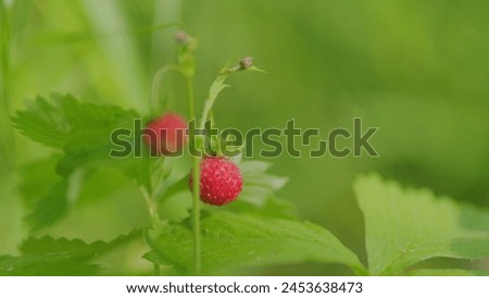 Wild strawberry berry grows in forest. Berry of ripe strawberries. Nature of Europe. Close up.