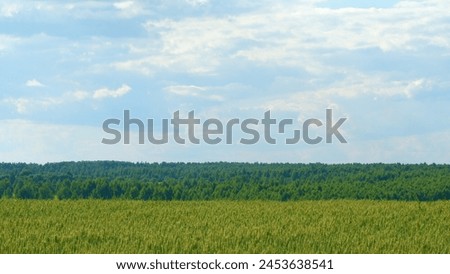 Long wheat stalks swaying as a gentle summer breeze. Field of ripening wheat. Agriculture concept. Slow motion. Royalty-Free Stock Photo #2453638541