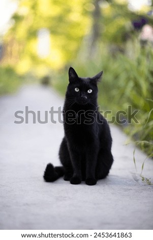 Black cat on a walk on green grass close-up