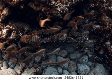 Underwater cave with school of fish in ocean