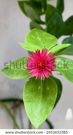 Aptenia cordifolia, Mesembryanthemum cordifolium, flower, macro photography