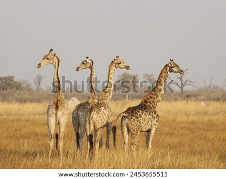 Tower of Giraffes in the Okavango Delta of Botswana Royalty-Free Stock Photo #2453655515