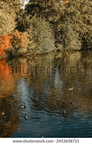 Autumn tree on the curves bank of the pond. Autumn landscape with red tree. autumn trees over water banks. Empty rusty railroad bridge over a river with forested banks at the peak of a fall foliage. A