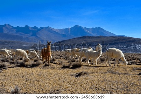 A herd of llamas and alpacas peacefully grazing under the Andean peaks in Peru