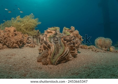 Giant Clam in the Red Sea Colorful and beautiful, Eilat Israel
