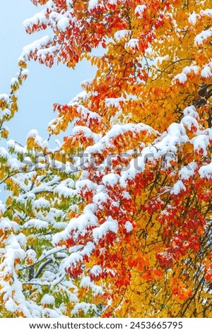 The first snow fell on autumn leaves. It is already autumn, everything returns to sleep, everything disappears in the peace of the coming winter. they hear, they feel the snow falling Royalty-Free Stock Photo #2453665795