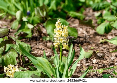 Green bush with small white pearl flowers, fragrant flowers, spring came and the leaves dissolved and turned green, spring background wallpaper Flowering foliage, Springtime backdrop, Botanical back