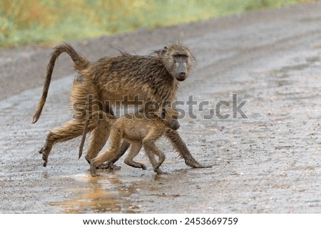 Baboon searching for food in the rain in the green season in the Kruger National Park in South Africa