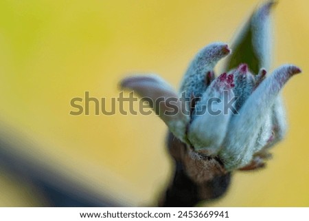 Young apple leaf buds in spring. Macro, close-up. Background image. Soft selective focus. Artificially created grain for the picture