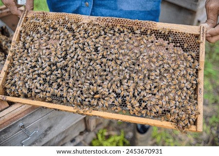 A close-up of a beekeeper holding a frame covered with busy bees, suitable for themes like bee conservation, agricultural practices, and World Bee Day.