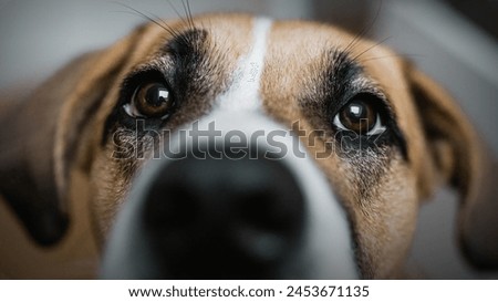 Dog, Good Dog, Dogie, Doggies, Nature, Animals, Love, Care Royalty-Free Stock Photo #2453671135