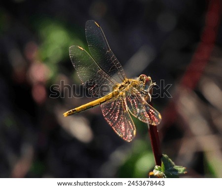 Female Red-veined Darter dragonfly - Sympetrum fonscolombii perching on a twig in its natural environment. Macro photo, selective shallow focus for effect. Bokeh background. Space for text. Royalty-Free Stock Photo #2453678443