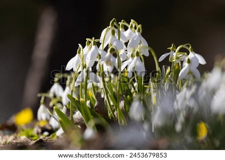 Galanthus nivalis, the snowdrop or common snowdrop Royalty-Free Stock Photo #2453679853