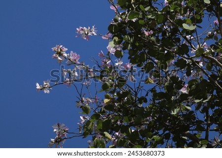 Flowering plants and trees. Collection of the Wild flowers, garden flowers. Multiple images of spring flowers