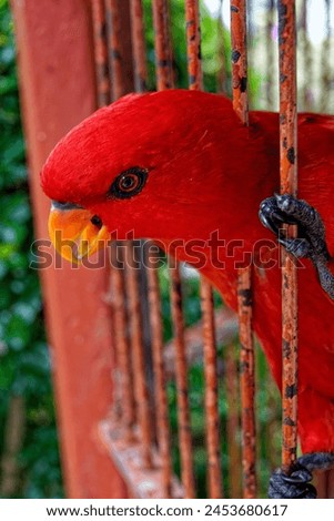
A red parrot is confined within a metal cage, peering out with a sorrowful countenance. The cage consists of metal bars, and the background appears blurred. Royalty-Free Stock Photo #2453680617