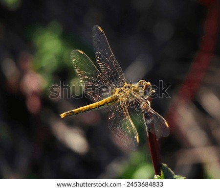 Female Red-veined Darter dragonfly - Sympetrum fonscolombii perching on a twig in its natural environment. Macro photo, selective shallow focus for effect. Bokeh background. Space for text. Royalty-Free Stock Photo #2453684833