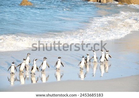 Penguins at Bouders Bech, Cape Town, South Africa