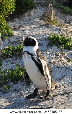 Penguins at Bouders Bech, Cape Town, South Africa