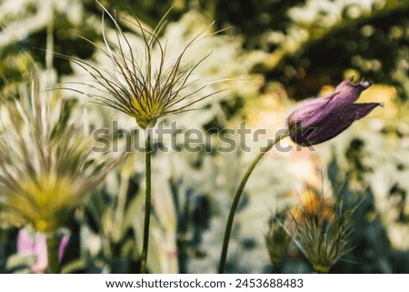 Pulsatilla vulgaris purple flowers in a spring park. Floral landscape in sunny day. Natural floral backdrop. Flower meadow in summer. Flowering plant. Royalty-Free Stock Photo #2453688483