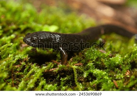 English Name: Ring Tailed Salamander
Seen from the side on green moss in the forest with beautiful bokeh 
