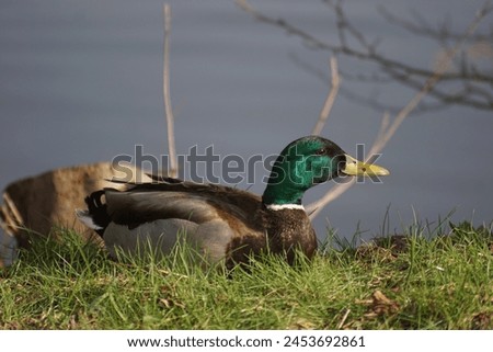 Duck Sitting By Lake Wildlife
