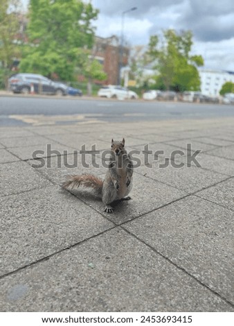 Squirrels are small, agile rodents known for their bushy tails and ability to climb trees. They are omnivores, feeding on nuts, seeds, fruits, fungi, and even insects or eggs.  Royalty-Free Stock Photo #2453693415